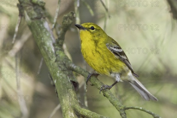 Pine Warbler (Setophaga pinus), Ontario, Canada