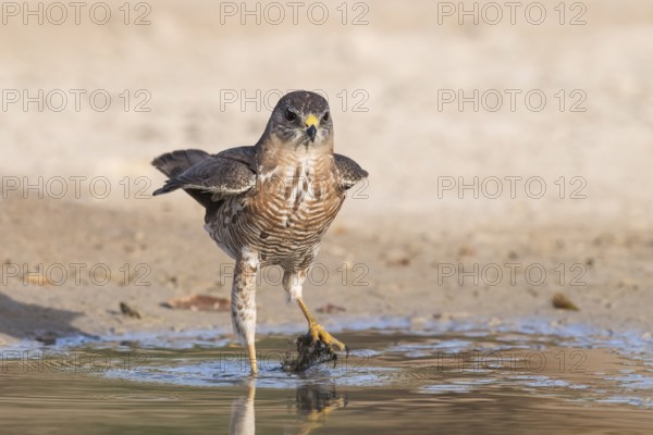 Levant Sparrowhawk (Accipiter brevipes) at a waterhole, Eilat, Israel