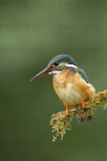 Common kingfisher (Alcedo atthis) adult female bird on a moss covered tree branch, England, United Kingdom