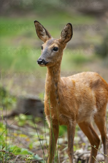 Roe deer (Capreolus capreolus) with summer coat standing in the forest, Saxony, Germany