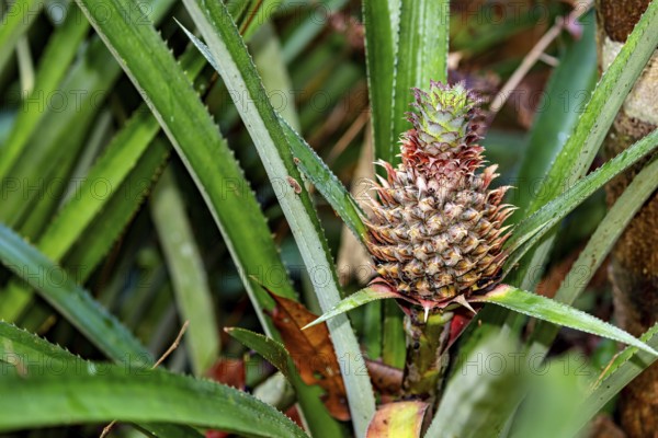 An unripe pineapple grows amidst green leaves, surrounded by natural foliage, a young pineapple fruit (Ananas comosus) in the jungle of Ratnapura in Sri Lanka