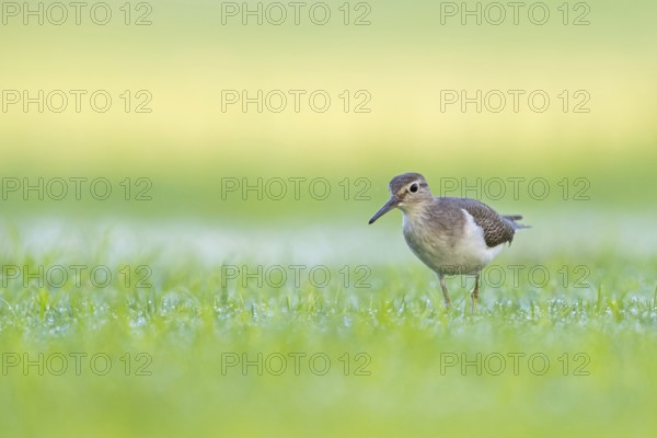 Sandpiper, sandpiper (Actitis hypoleucos), snipe family, snipe, biotope, habitat, foraging in a wet meadow, Al Qurm, Muscat, Oman, Middle East
