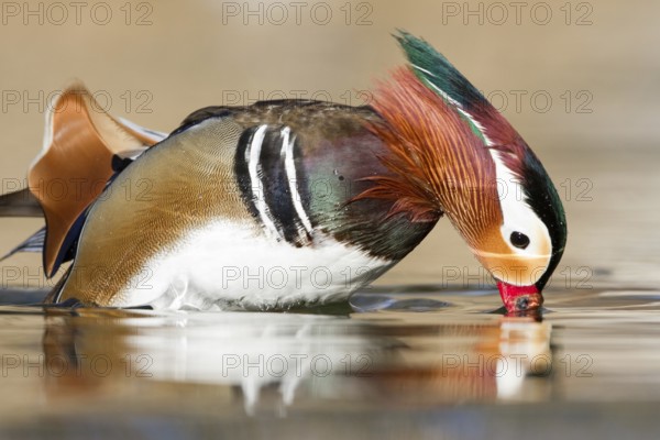 Mandarin Duck (Aix galericulata) male, St. Gallen, Switzerland