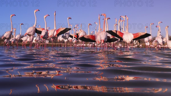 Stunning image depicting pink flamingos participating in their nuptial display in the serene waters of the French Camargue, highlighted by the vivid hues of sunset
