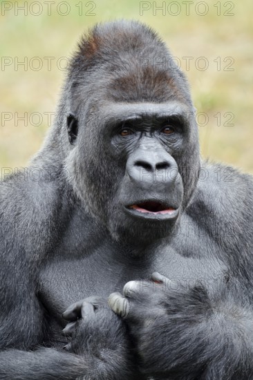 Western lowland gorilla (Gorilla gorilla gorilla), male, silverback, portrait, captive, native to Africa