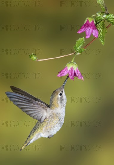 Anna's Hummingbird (Calypte anna), British Columbia, Canada