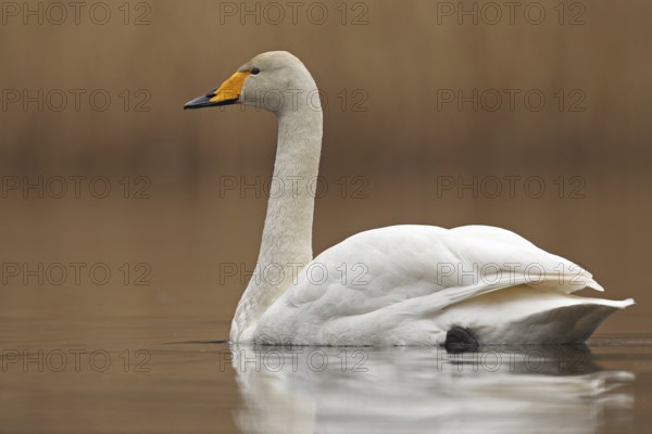 Whooper Swan (Cygnus cygnus), Saxony-Anhalt, Germany