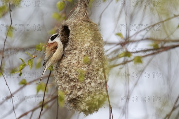 Eurasian Penduline Tit (Remiz pendulinus) female at nest, Poland