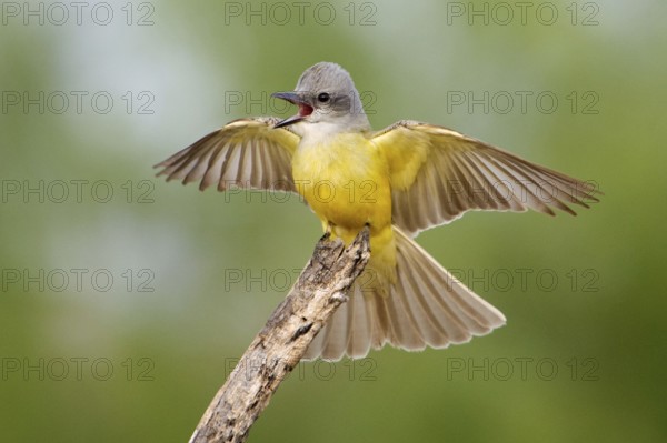 Couch's Kingbird (Tyrannus couchii) singing, Texas, USA