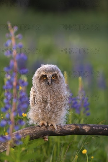 One young long-eared owl (Asio otus), sitting on a branch that is lying in a field of flowering lupines in late light