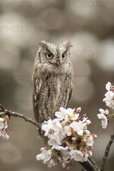 Eurasian Scops Owl (Otus scops) captive, Germany