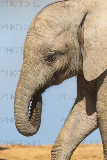 African elephant, (Loxodonta african), Addo Elephant National Park, Addo Camp, Western Cape, South Africa