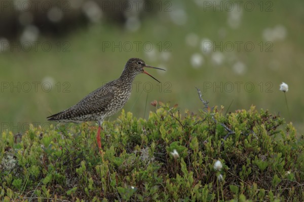 Common Redshank (Tringa totanus) calling, Dalarna, Sweden