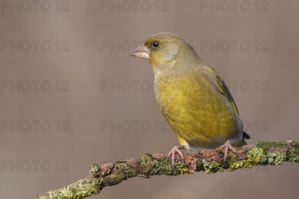 European Greenfinch (Chloris chloris) male perched on a branch, Lower Saxony, Germany