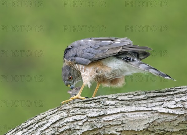 Sharp-shinned Hawk (Accipiter striatus) eating mouse, Saskatchewan, Canada