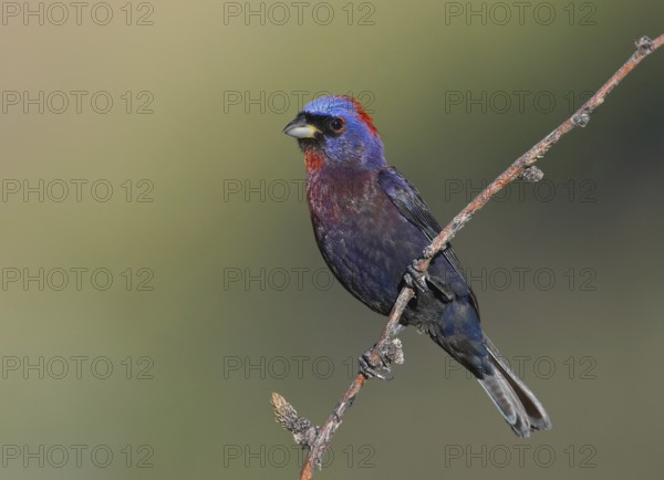 Varied Bunting (Passerina versicolor), Arizona, USA