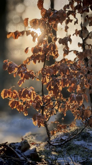 Sunbeams shine through bright orange autumn leaves of a beech (fagus) in the forest and snow-covered ground, winter hike on the Rennsteig, Thuringian Forest nature park Park