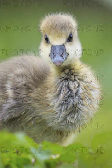Greylag Goose (Anser anser) chick, Lower Saxony, Germany