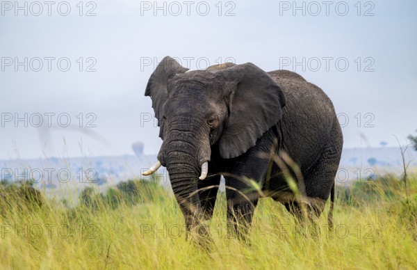 African elephant (Loxodonta africana), in tall grass, Serengeti National Park, Tanzania