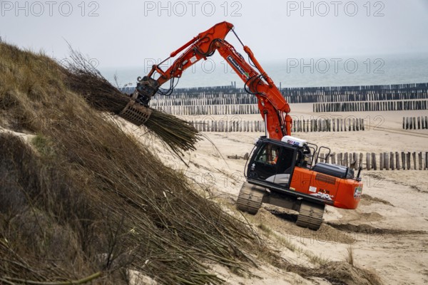 Coastal protection, work on strengthening the dunes with brushwood fences, which are attached to the sand dunes with wooden posts, erosion caused by wind and water is thus slowed down, sand collects on the fine branches and thus strengthens the dune, near Westkapelle, Walcheren Peninsula in the Dutch province of Zeeland