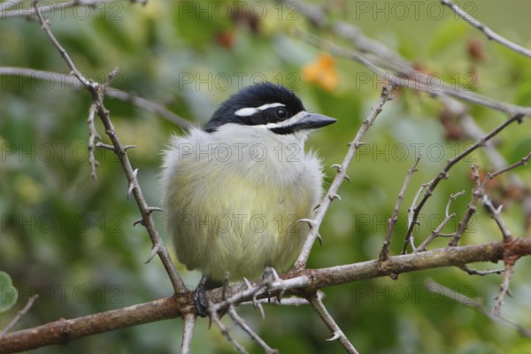 Yellow-rumped Tinkerbird (Pogoniulus bilineatus), Nyeri County, Kenya