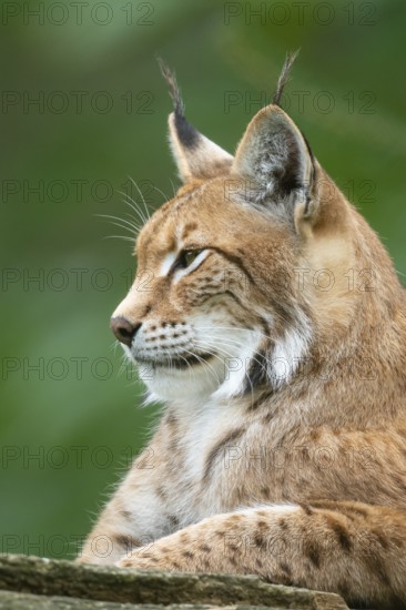 Portrait of a lynx (Lynx lynx), Haltern, North Rhine-Westphalia, Germany