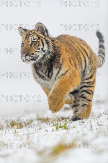 One young Siberian Tiger, Panthera tigris altaica, running over snowy meadow with dense fog in the background