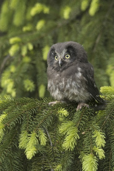 Boreal Owl (Aegolius funereus), Saxony, Germany