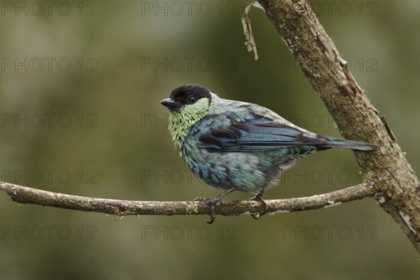 Black-capped Tanager (Tangara heinei), Ecuador