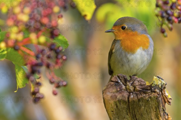 Robin, (Erithacus rubecula), animals, birds, songbird, perching, flycatcher family, Ottenby, Degerhamn, Kalmar, Sweden