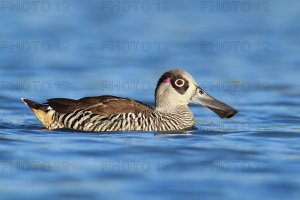 Pink-eared Duck (Malacorhynchus membranaceus)