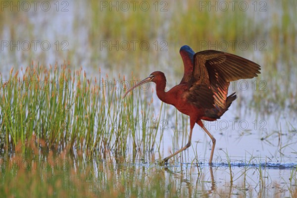 Glossy Ibis (Plegadis falcinellus) foraging, Greece