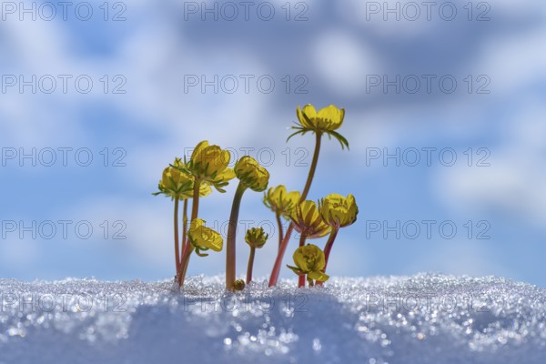 Small yellow flowers Winter Aconite (Eranthis hyemalis), growing out of snow under a blue sky, spring, Bavaria, Germany