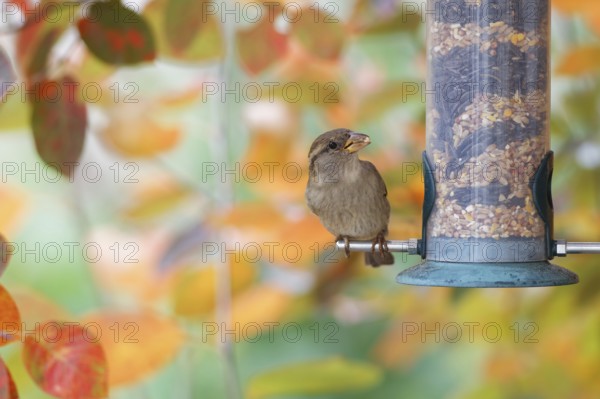 House sparrow (Passer domesticus) perched on a garden bird feeder filled with mixed seeds, eating food against a colorful autumn foliage background in a backyard environment, Poland