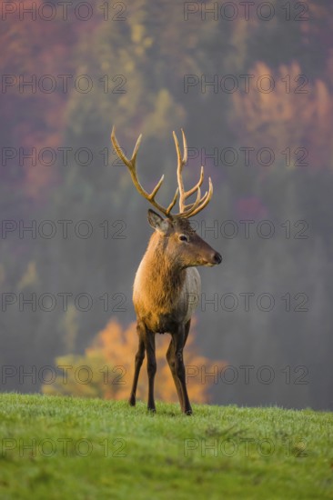 An Altai maral stag, Altai wapiti or Altai elk (Cervus canadensis sibiricus) stands on a meadow in the very first light of the day. Trees in autumn colors stand in the background