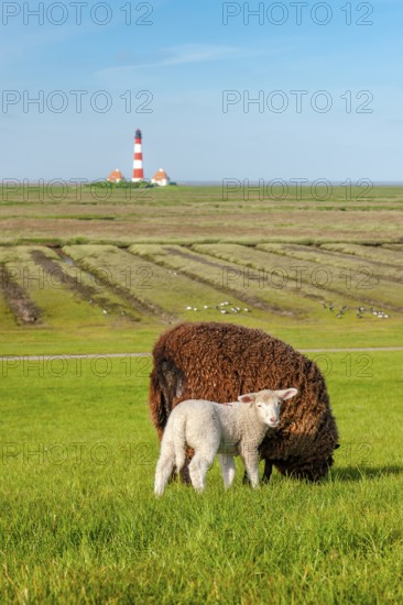 A brown sheep and a white lamb graze on a dyke at the North Sea, in the background the lighthouse Westerheversand, Westerhever, peninsula Eiderstedt, Schleswig-Holstein, Germany