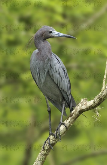 Little Blue Heron (Egretta caerulea), Texas, USA