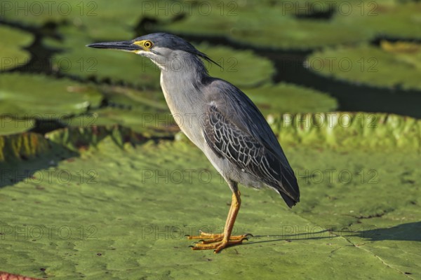 Striated Heron (Butorides striata), Malaysia