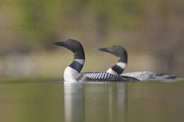 Great Northern Loon (Gavia immer), British Columbia, Canada