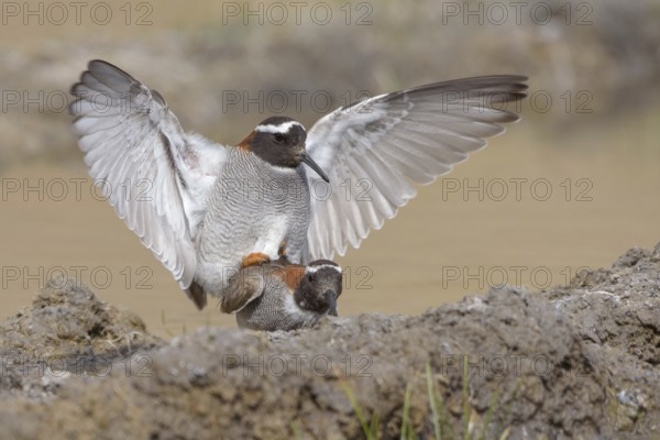 Diademed Plover (Phegornis mitchellii) pair mating, Santiago Metropolitan, Chile
