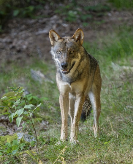 Wolf (Canis lupus) stands in a clearing in the forest and looks attentively, Germany