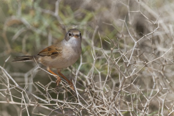 Spectacled Warbler - Brillengrasmücke - Sylvia conspicillata ssp. conspicillata, Morocco, 2nd cy male