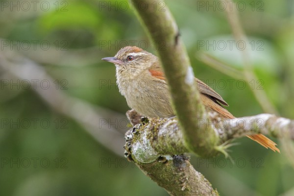 Pallid Spinetail (Cranioleuca pallida) perched on a branch in the Atlantic rainforest of southeast Brazil