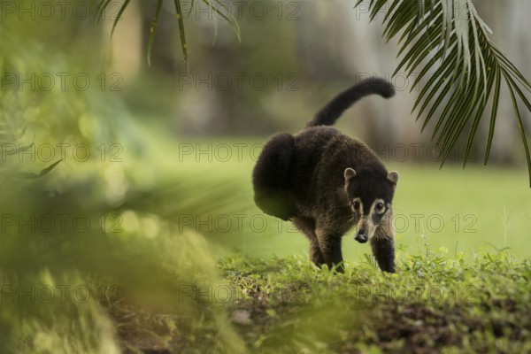 Coatimundi, Osa Peninsula, Costa Rica