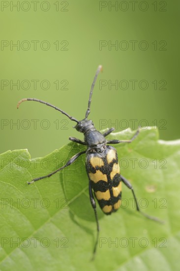 Four-banded narrow-legged ram (Leptura quadrifasciata, Strangalia quadrifasciata), female, North Rhine-Westphalia, Germany