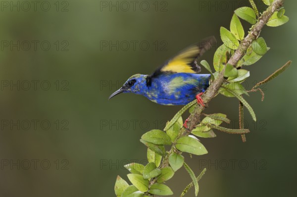 Red-legged Honeycreeper (Cyanerpes cyaneus) male, Costa Rica