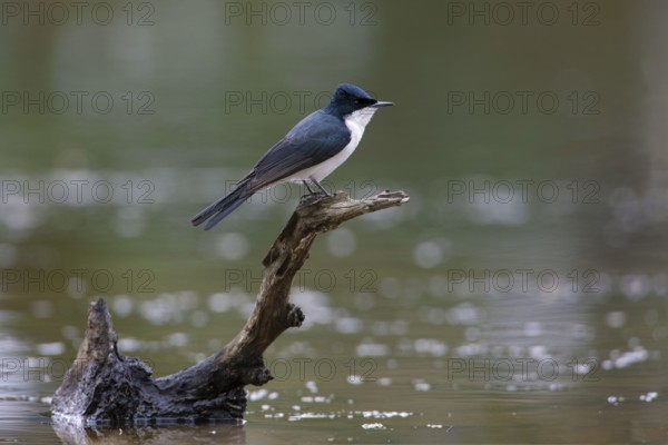 Restless Flycatcher (Myiagra inquieta) perched on a branch, Victoria, Australia