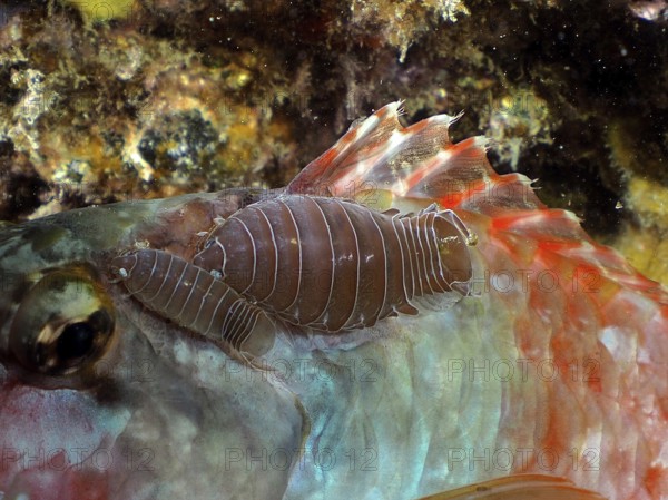 Fish isopod (Anilocra sp)