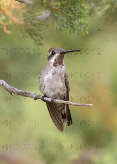 Plain-capped Starthroat (Heliomaster constantii) perched on a branch, Arizona, USA
