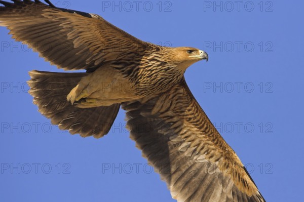 Eastern Imperial Eagle (Aquila heliaca) flying, Oman